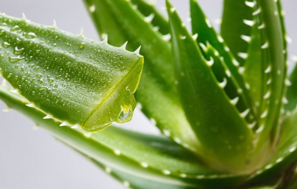 aloe 1