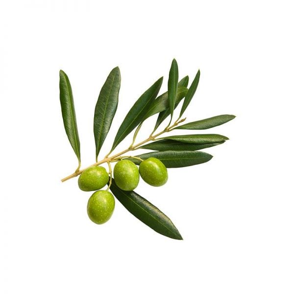 olive 3