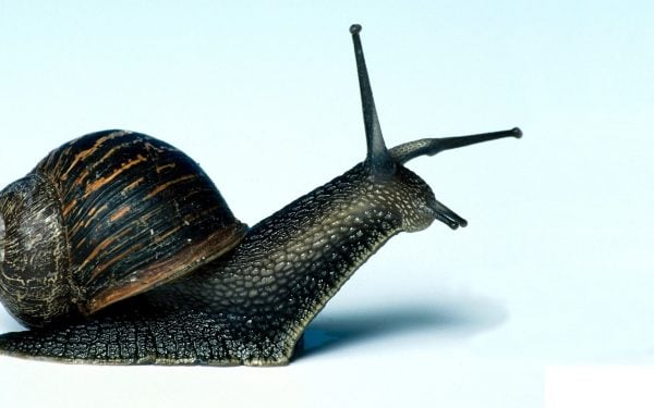 black snail 1