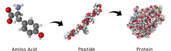 peptide