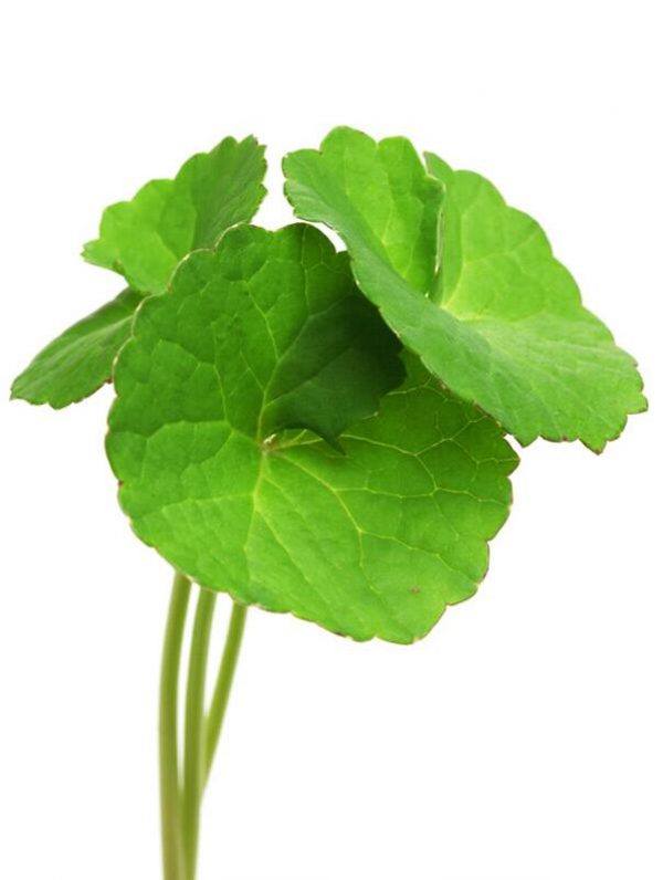 centella